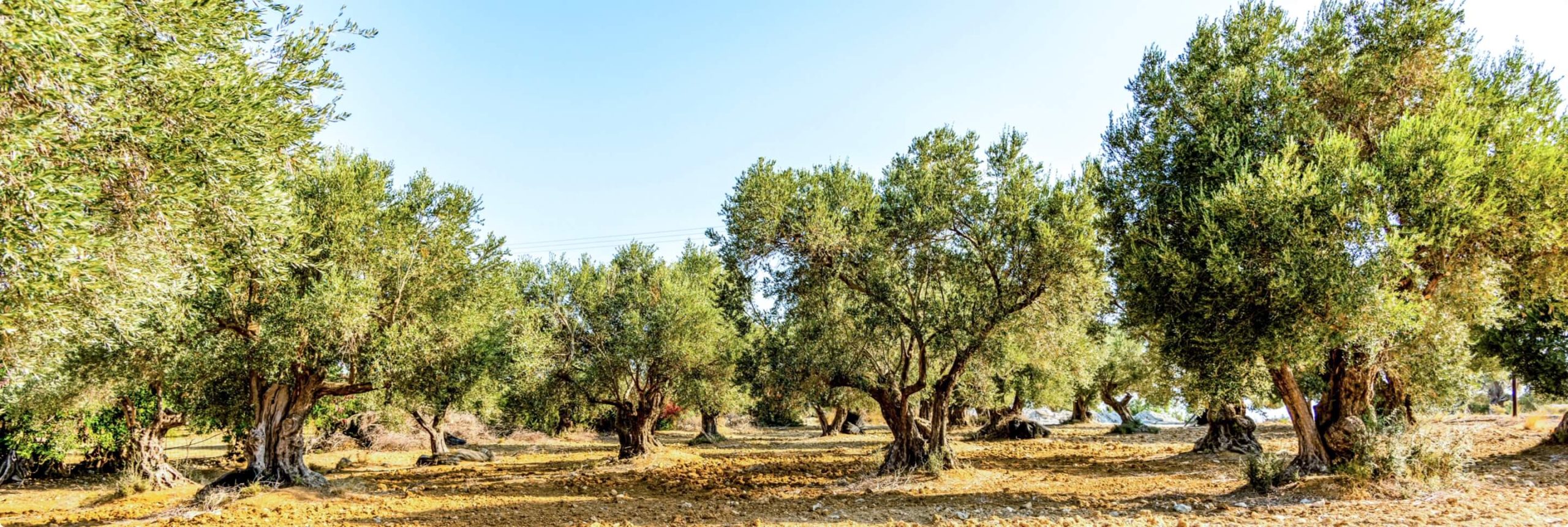 oliveto1